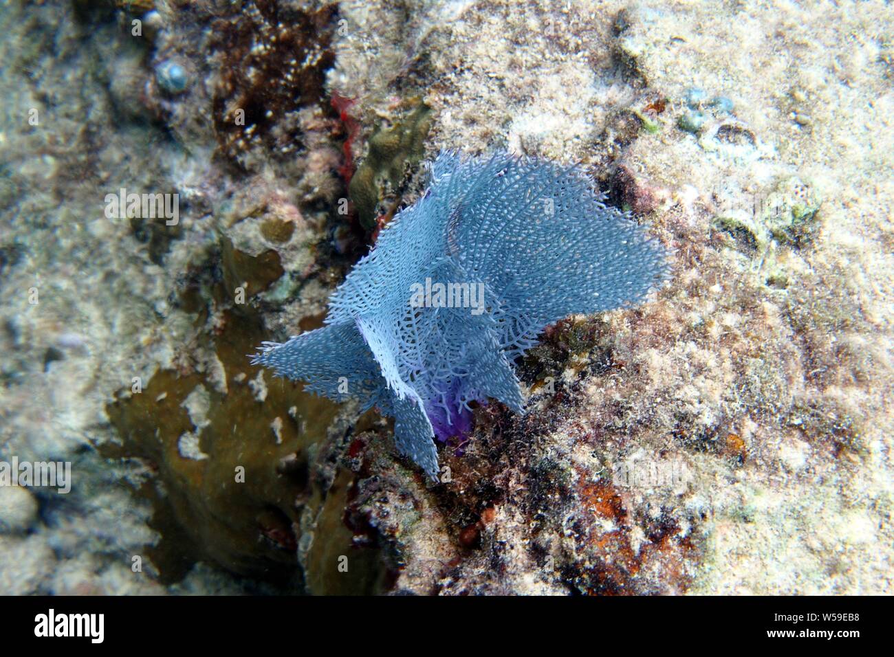 Strikingly blue coloured Common sea fan (Gorgonia flabellum), Little Bay, Anguilla, BWI. Stock Photo