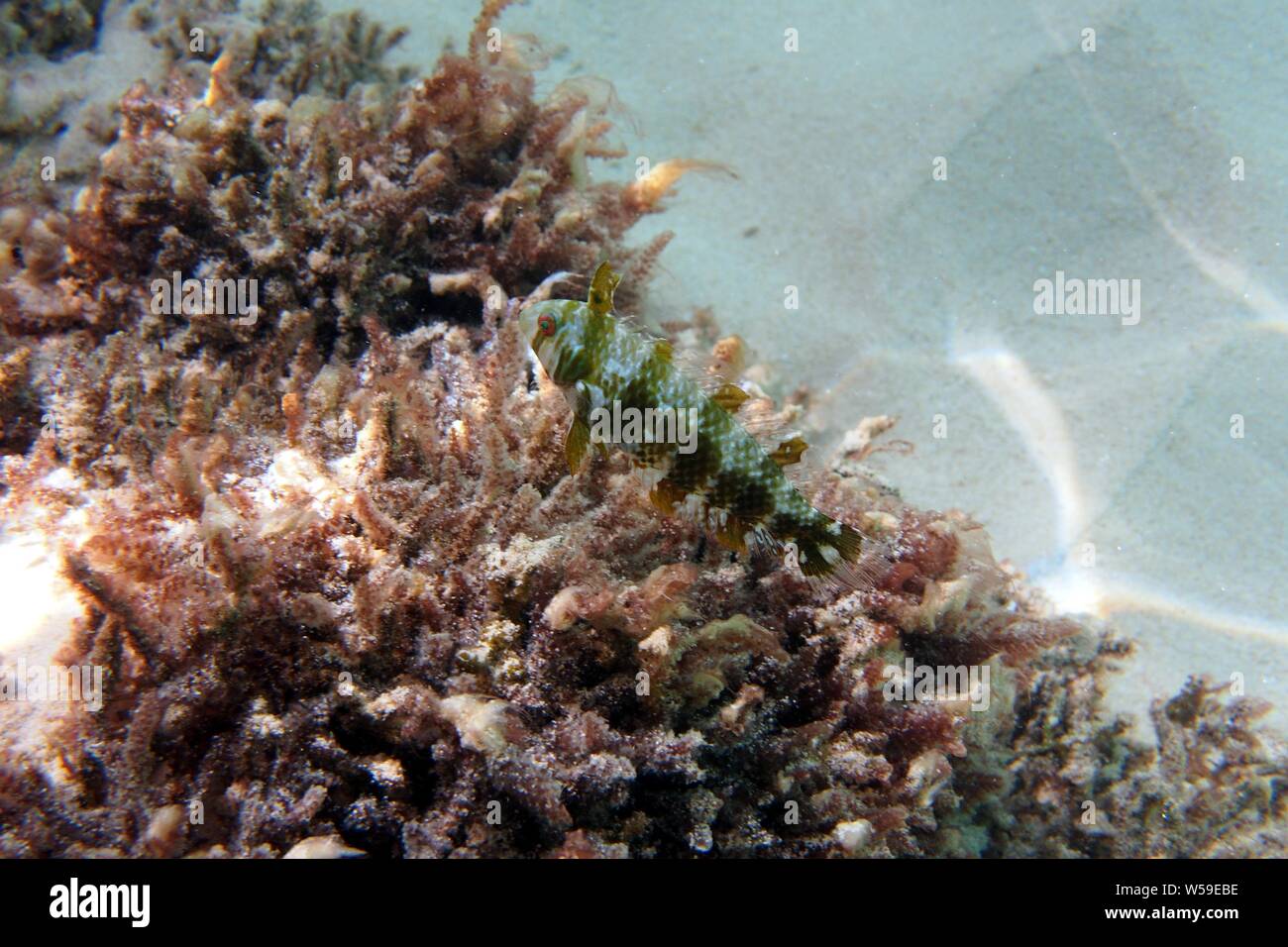 Where Do Razorfish Hide Underwater sea fish seaweed hi-res stock photography and images - Alamy