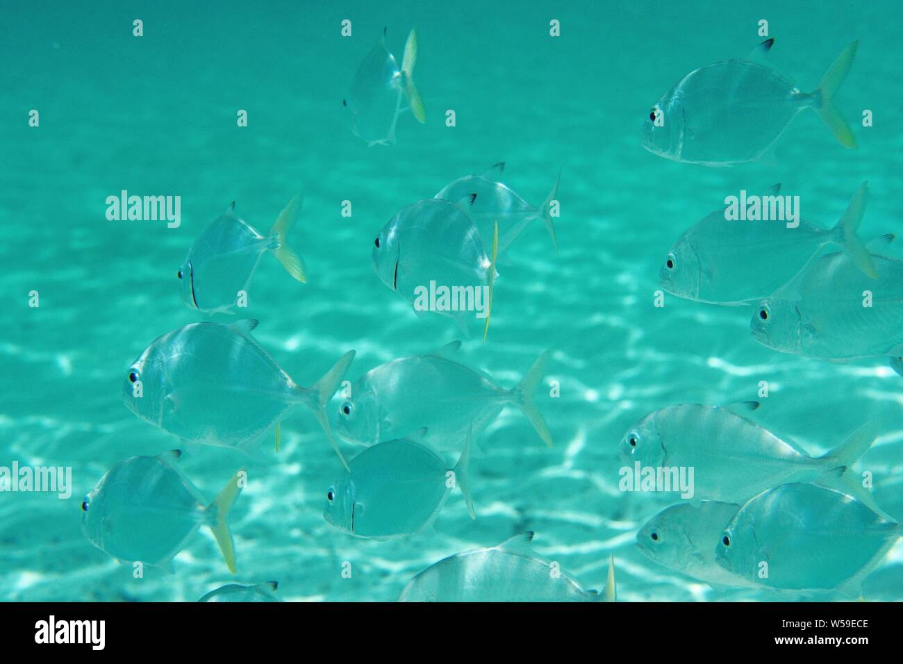 School of Horse-Eye Jack (Caranx latus) juveniles in the shallows ...