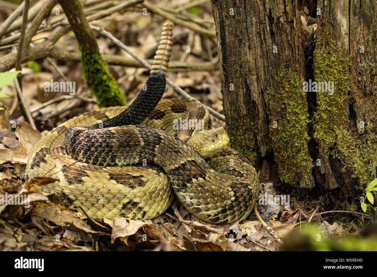 Yellow phase timber rattlesnake - Crotalus horridus Stock Photo