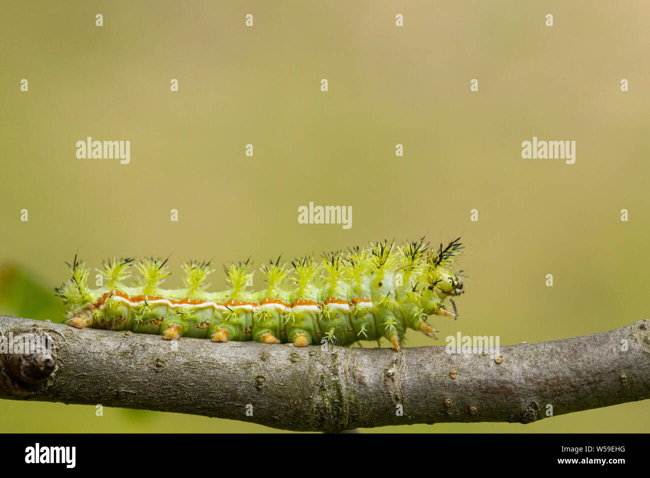 IO moth caterpillar - Automeris io Stock Photo - Alamy