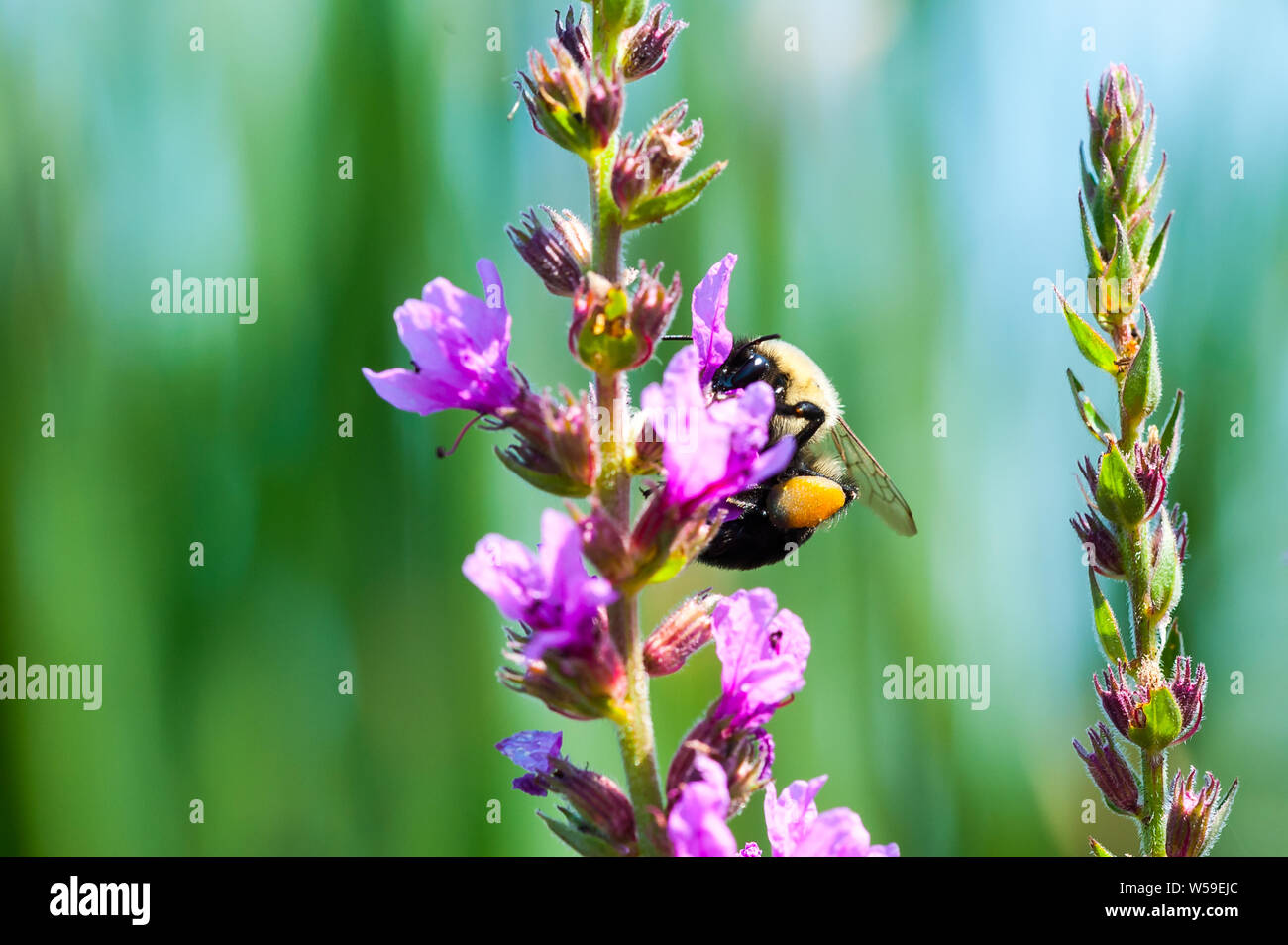 Bumblebee collecting pollen from fuchsia-colored flowers. Stock Photo