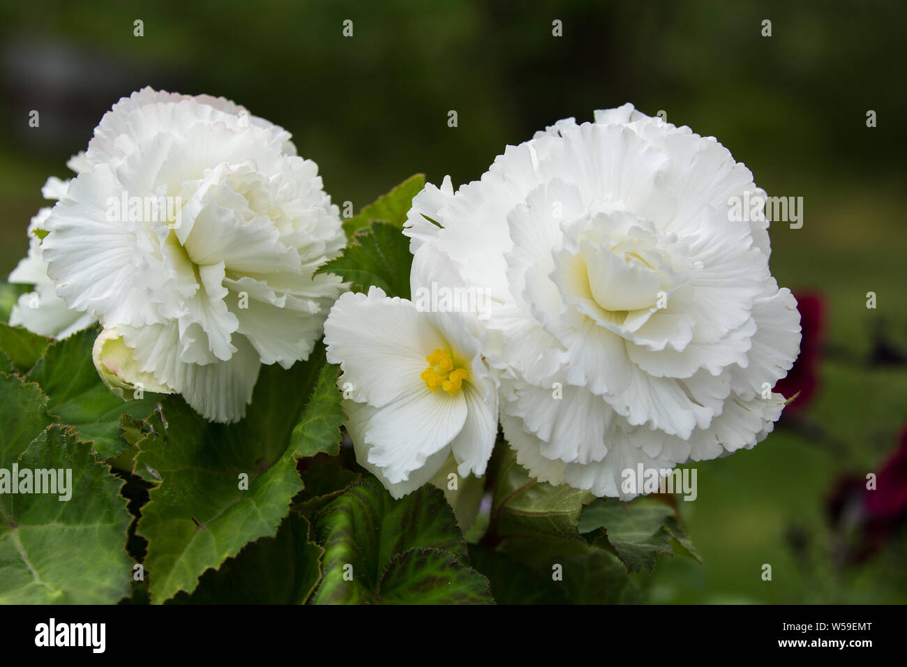 White Begonia Flowers Stock Photo