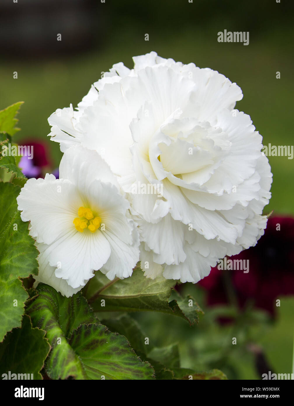 White Begonia Flowers Stock Photo
