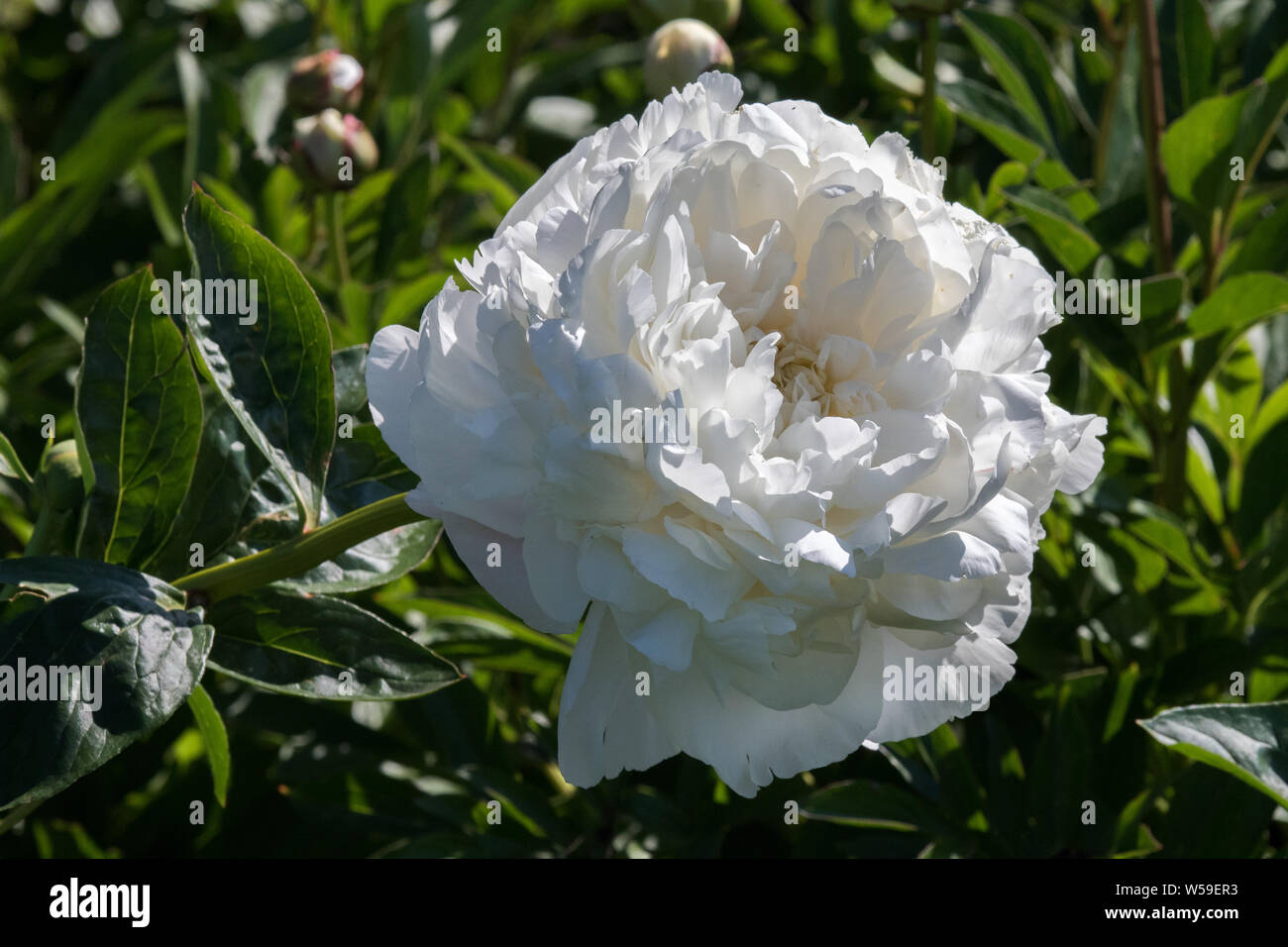 Peony Flower Closeup in Alaska Stock Photo