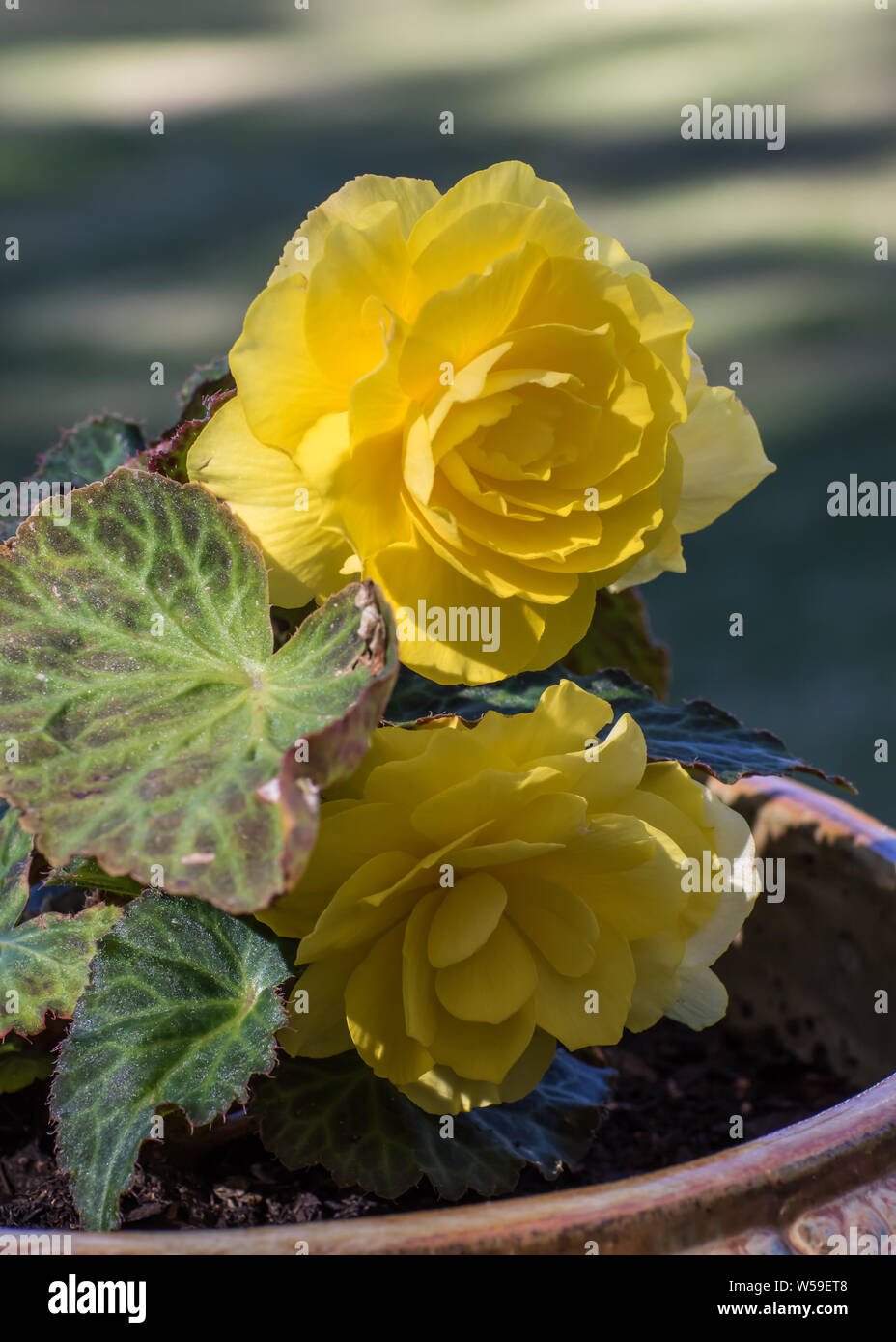 Yellow Begonia Flowers Stock Photo Alamy