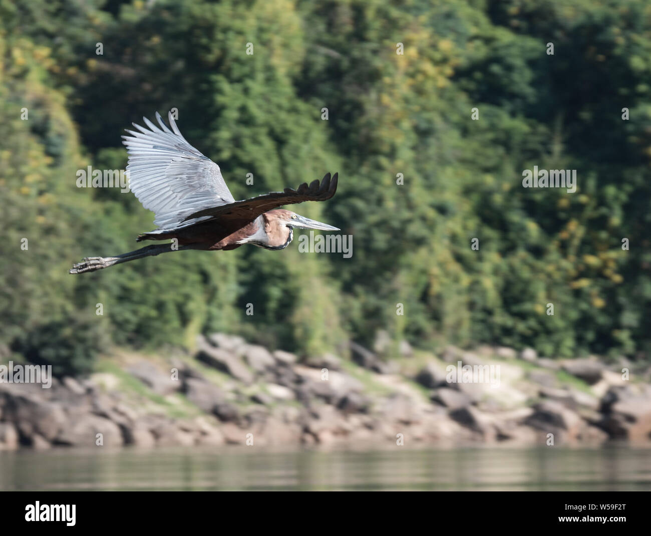Goliath heron gliding over a river in Tanzania against a green background. Stock Photo