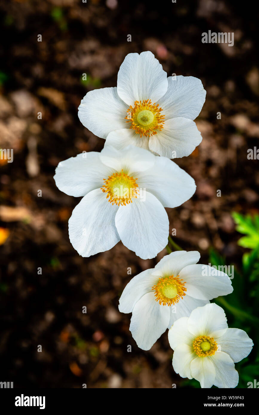 Close up white flowers hi-res stock photography and images - Alamy