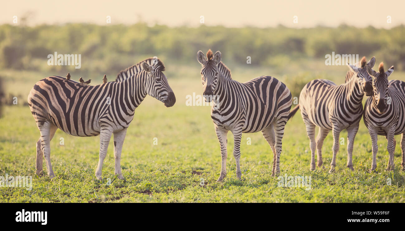 Four Common Zebra (Equus quagga) grooming each other in bushveld savanna of Kruger national park South Africa Stock Photo