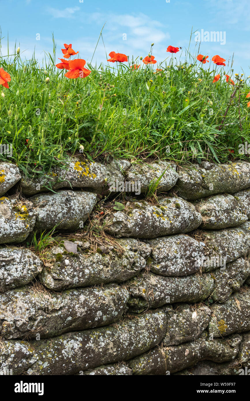 Diksmuide, Flanders, Belgium -  June 19, 2019: Historic WW1 Trenches, called Dodengang along IJzer River, shows gray-brown stone-hard sandbags, green Stock Photo
