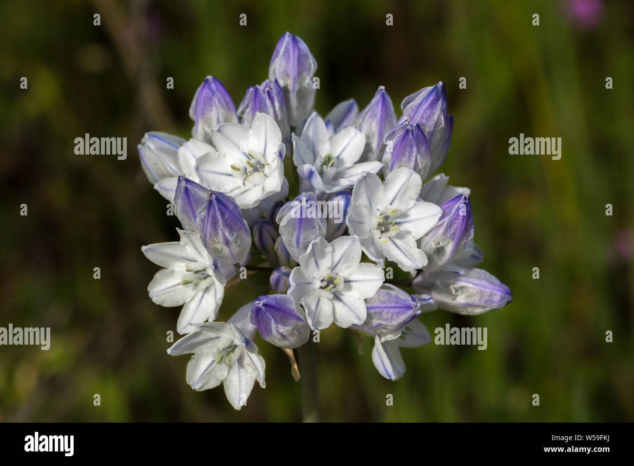 Triteleia grandiflora Wildflower Cluster found in Oregon Stock Photo