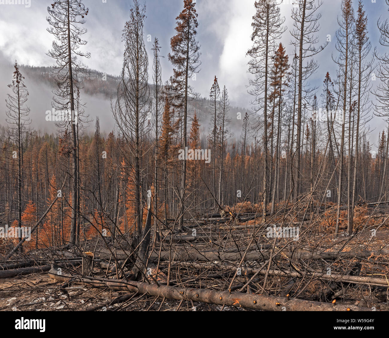 Kootenay park fire hi-res stock photography and images - Alamy