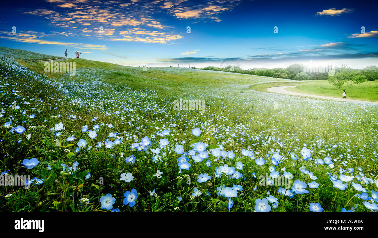 Nemophila hi-res stock photography and images - Page 2 - Alamy