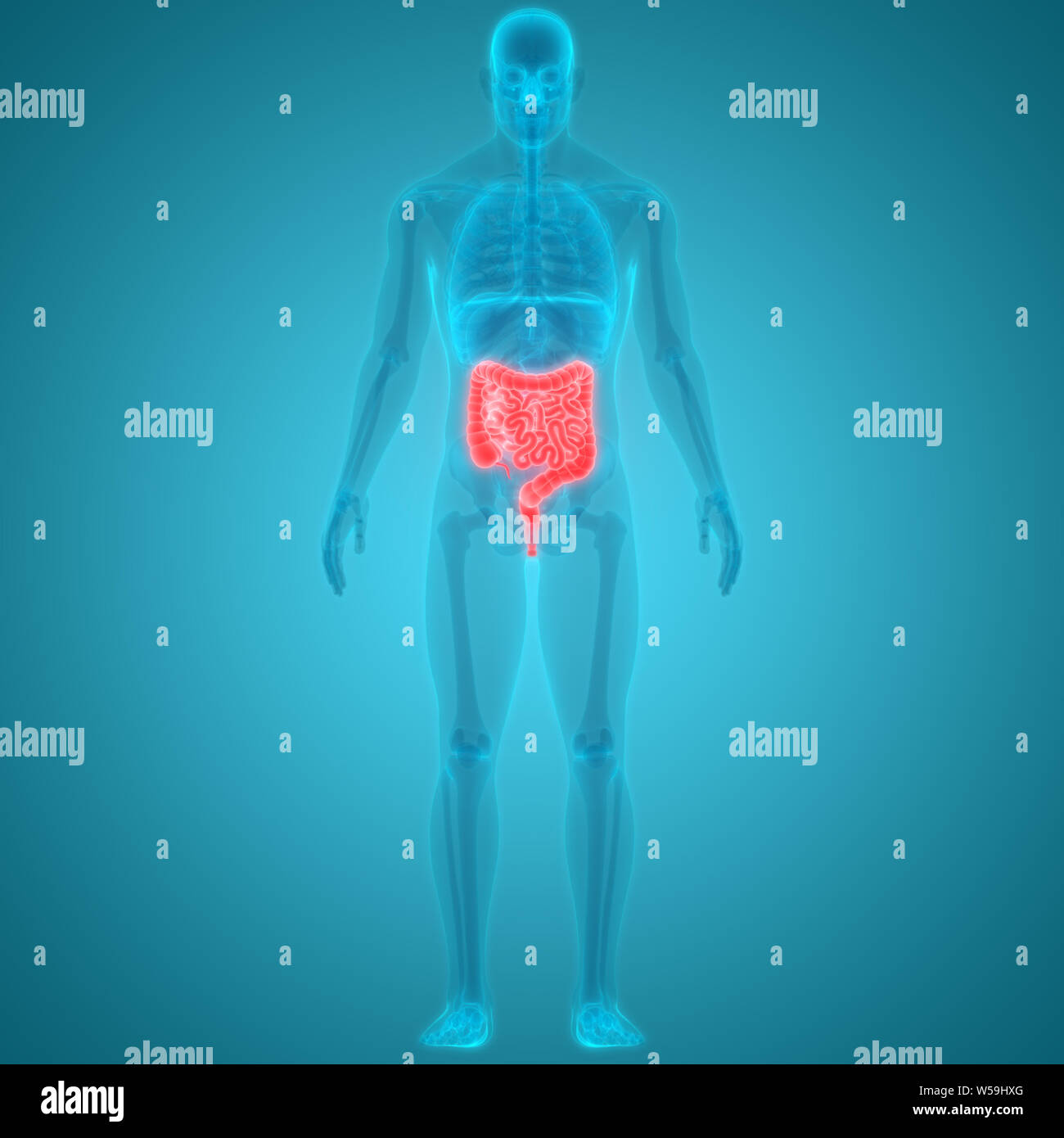 Human Digestive System Large and Small Intestine Anatomy Stock Photo ...