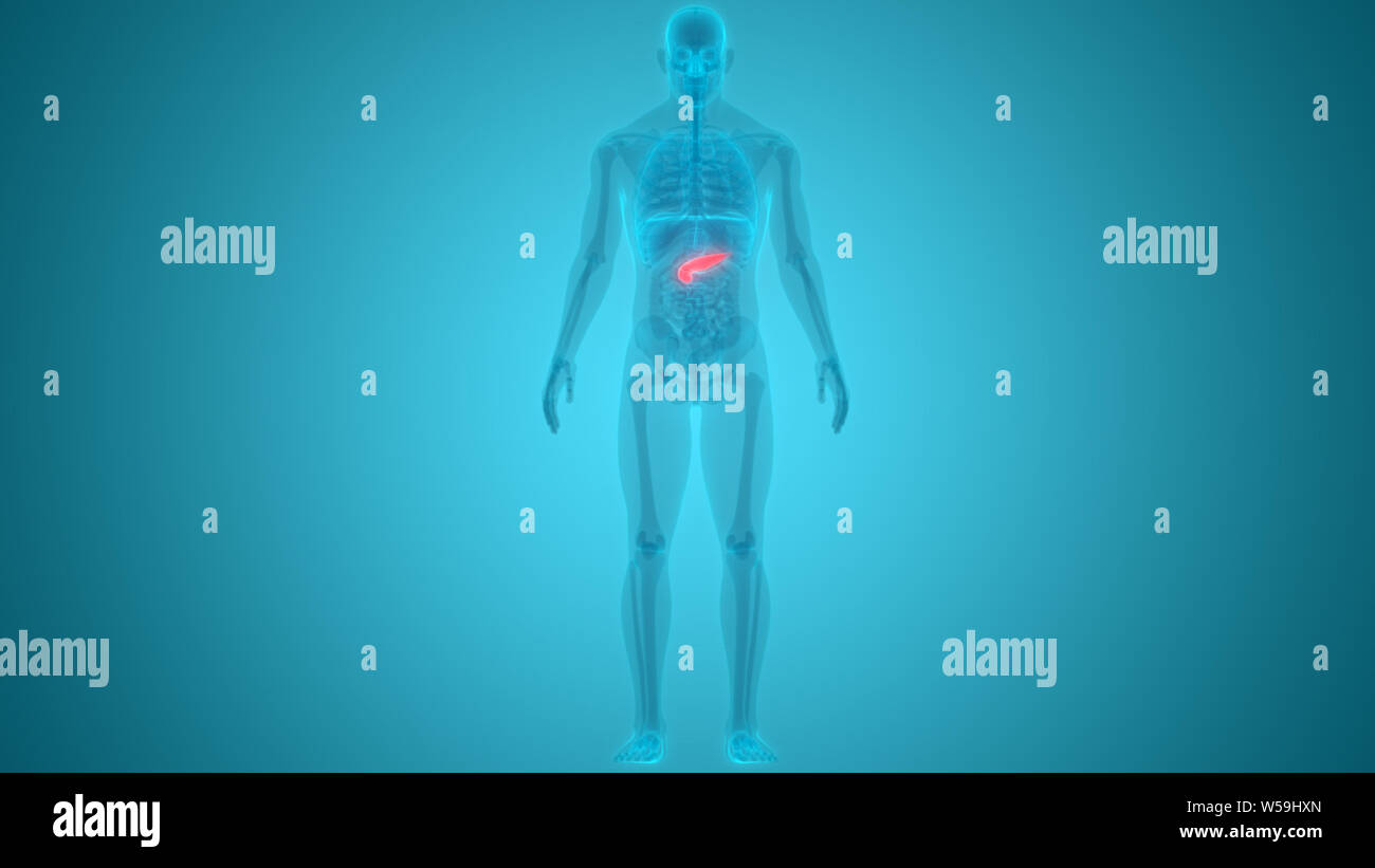 Human Internal Organs Pancreas Anatomy Stock Photo - Alamy