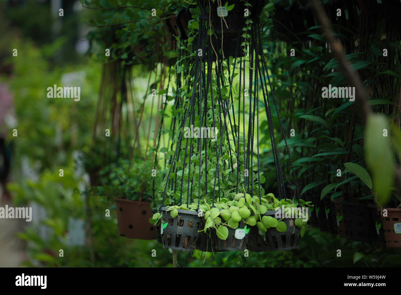 Hanging Nursery Pot Plant Growing on Verandah Stock Photo