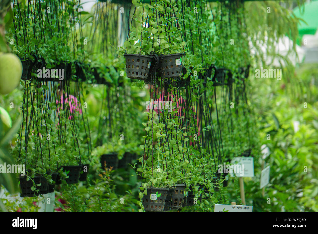 Hanging spade tools hires stock photography and images Alamy