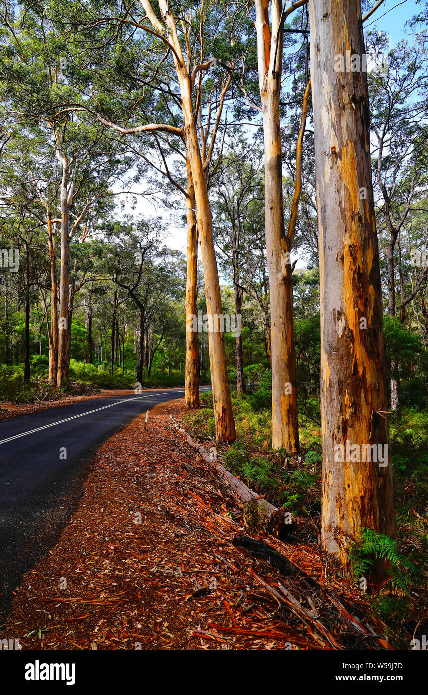 Forest Wa karri forest western australia Stock Photo - Alamy