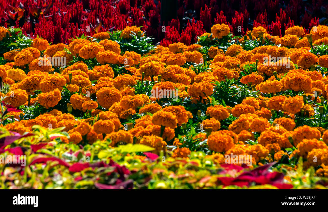 Beautiful flowerbed in the summer flower garden in park Stock Photo Alamy