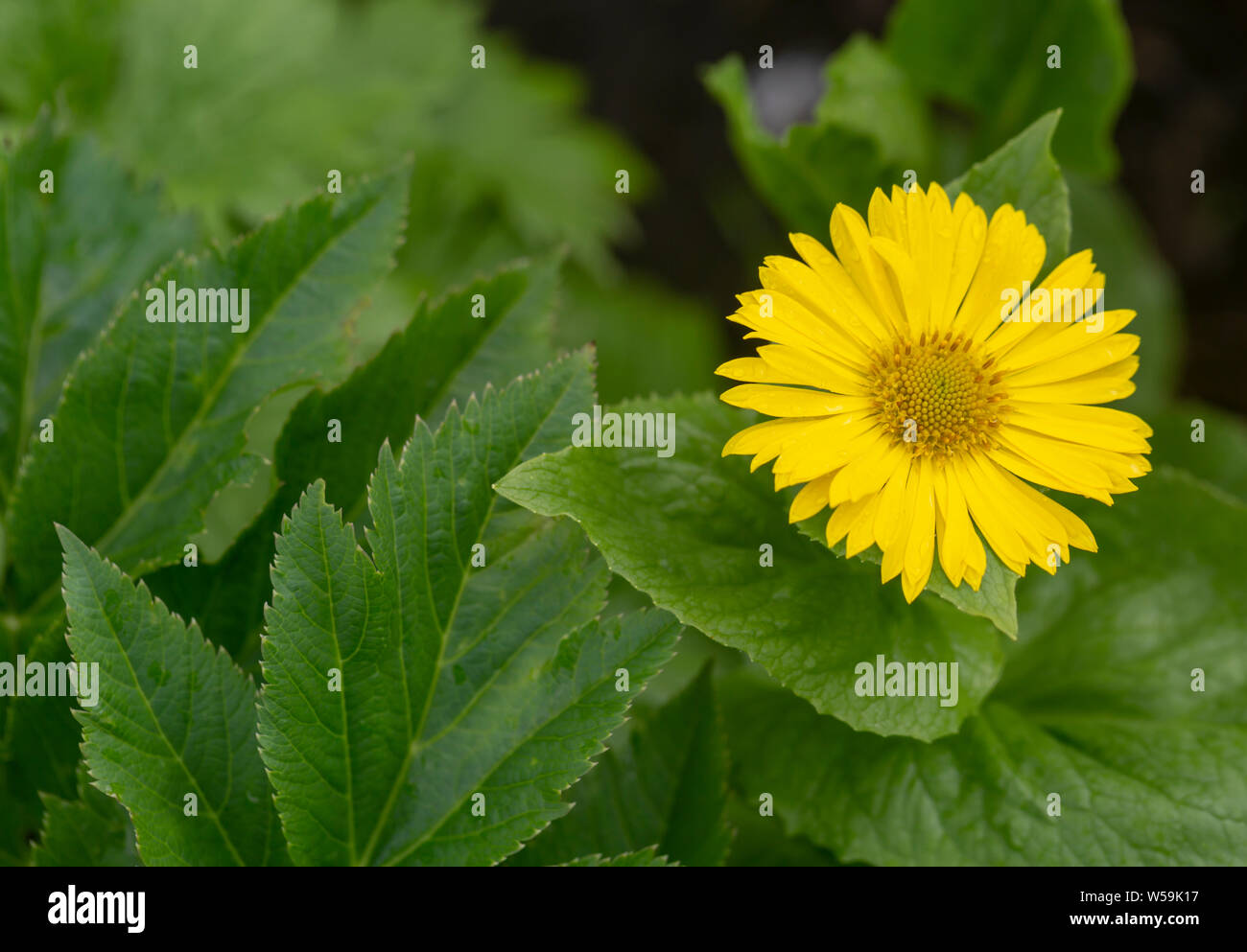 Wild yellow daisy flower. Background of green leaves Stock Photo - Alamy