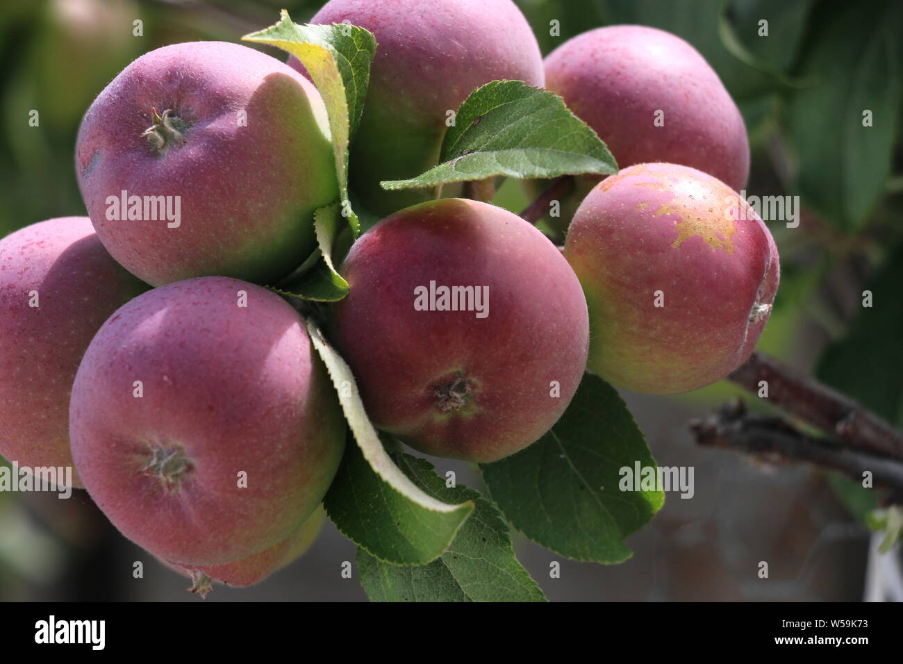 Cluster of rosy red apples on a branch of a backyard apple tree, northern California. Stock Photo