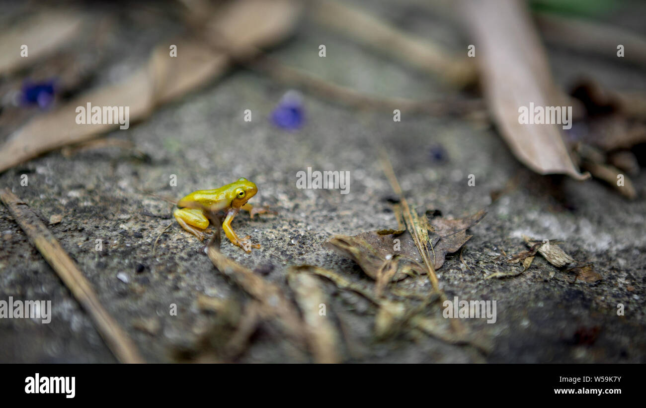 Tiny baby frog rest on edge of pond. Asian Taipei Hyla Chinensis tadpole is sitting, just metamorphosed. A little Chinese green tree toad stay on leaf Stock Photo