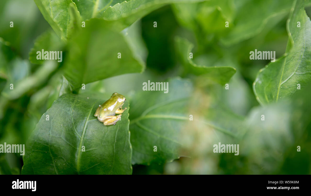 Tiny baby frog rest on vegetable leaves. Asian Taipei Hyla Chinensis tadpole is sitting, just metamorphosed. A little Chinese green tree toad Stock Photo
