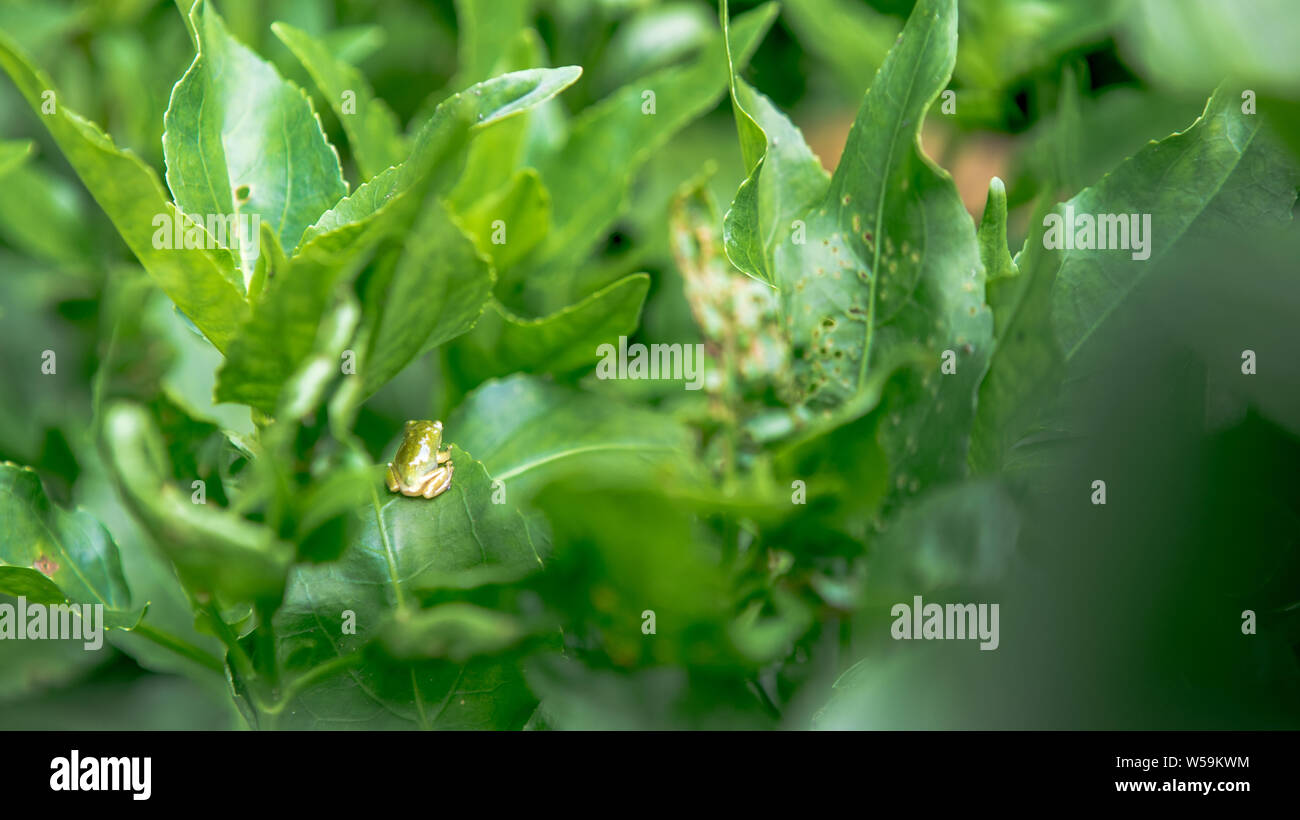 Tiny baby frog rest on vegetable leaves. Asian Taipei Hyla Chinensis tadpole is sitting, just metamorphosed. A little Chinese green tree toad Stock Photo