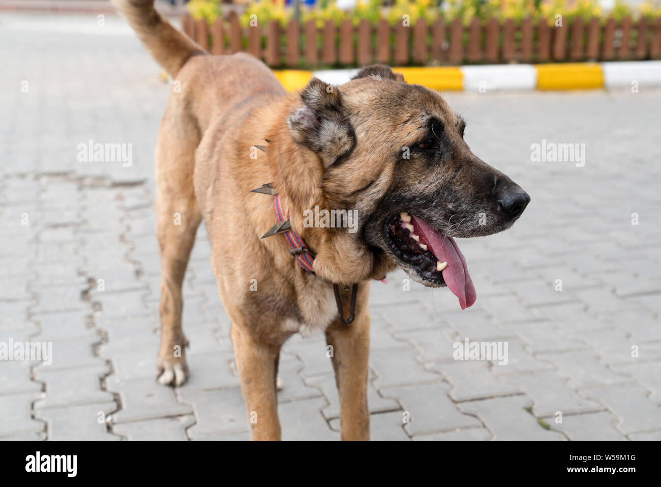 Sheep dog wolf collar hi-res stock photography and images - Alamy