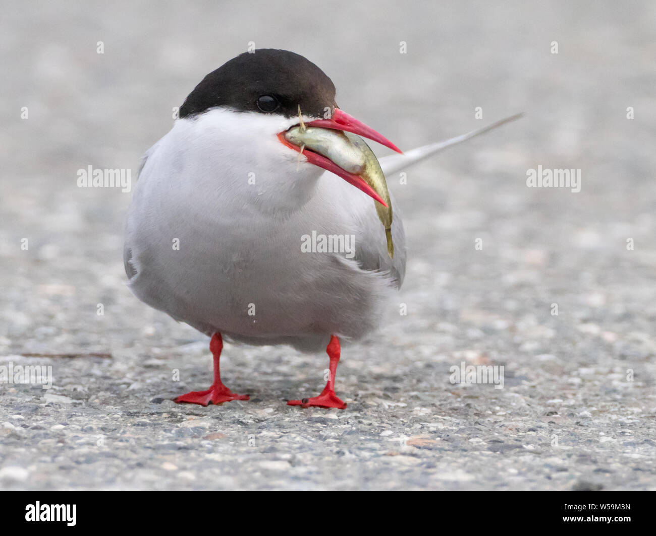 Arctic tern, Sterna paradisaea, the longest migrating bird with a fish in its beak at Potters marsh, Anchorage Alaska Stock Photo