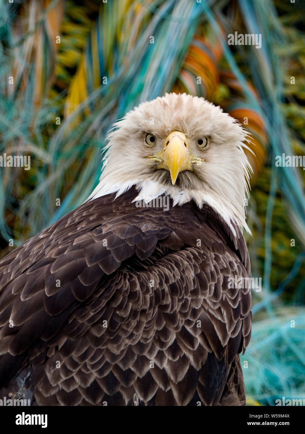 Bald eagle in Dutch Harbor Alaska, amongst the crab pots in town Stock