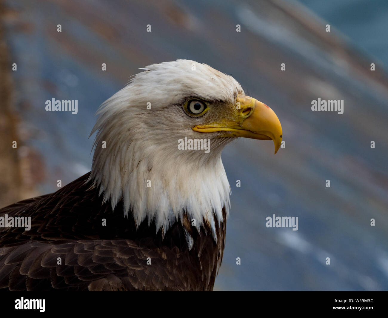 Bald eagle in Dutch Harbor Alaska, amongst the crab pots in town Stock Photo