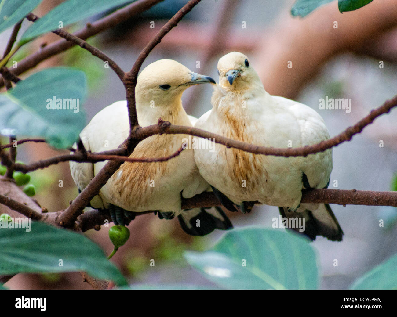 A pair of Pied Imperial Pigeons  being affectionate with each other Stock Photo