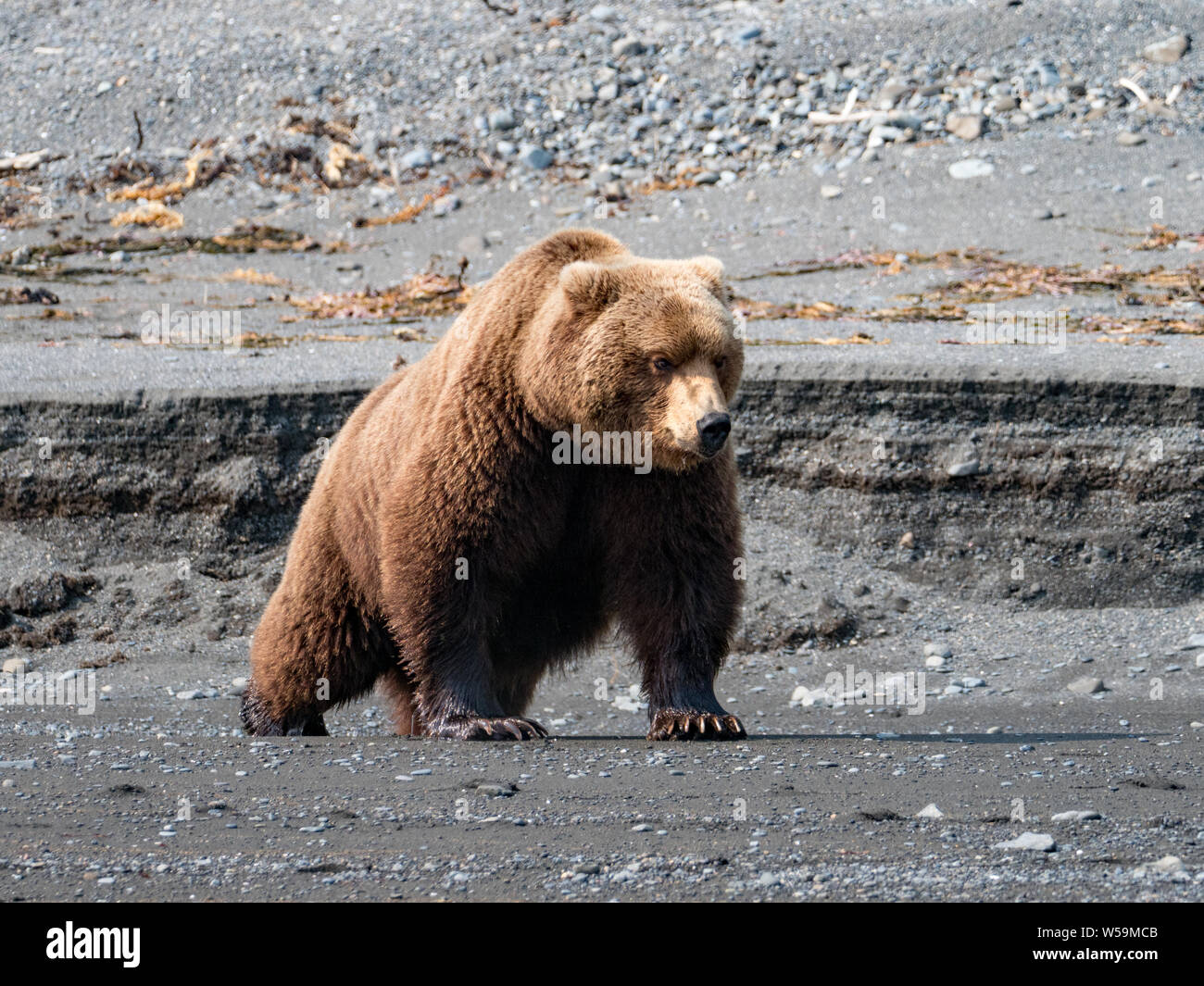 Brown bear, Ursus arctos, on the shoreling of Kronotsky Nature Reserve, Kamchatka, Russia Stock Photo