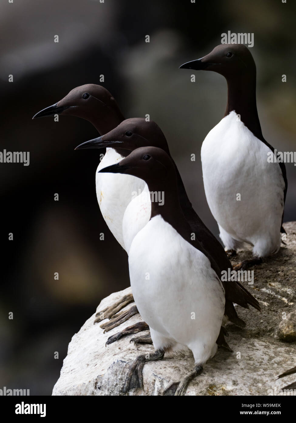 Common Murre,Uria aalge, a nesting seabird on the cliffs of St. Paul ...