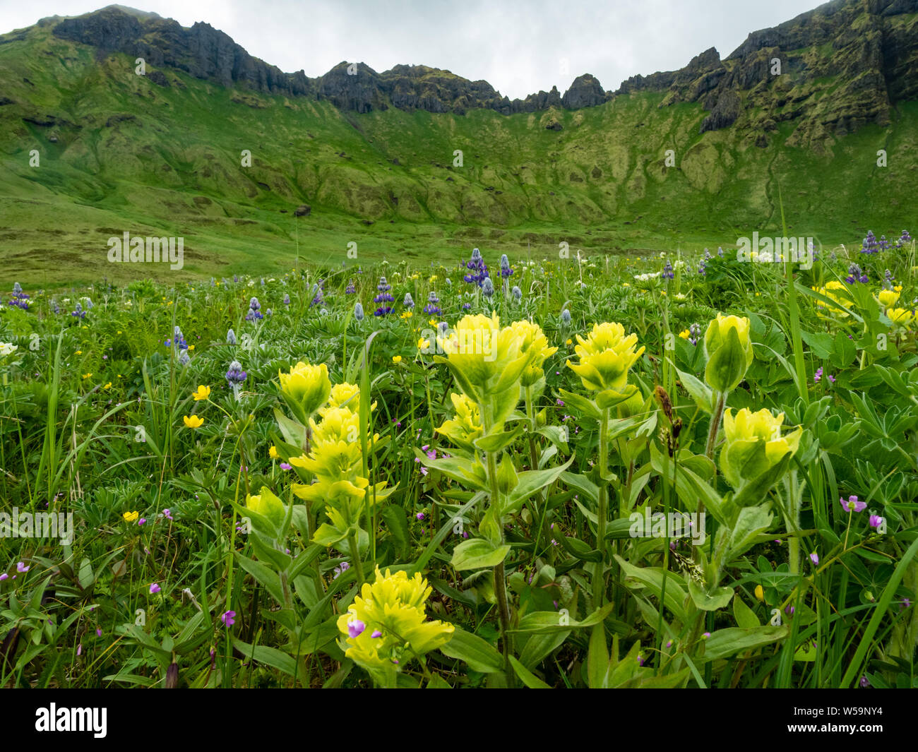 The incredible flowers on the tundra of Kagamil Island, Aleutians, Alaska, USA Stock Photo