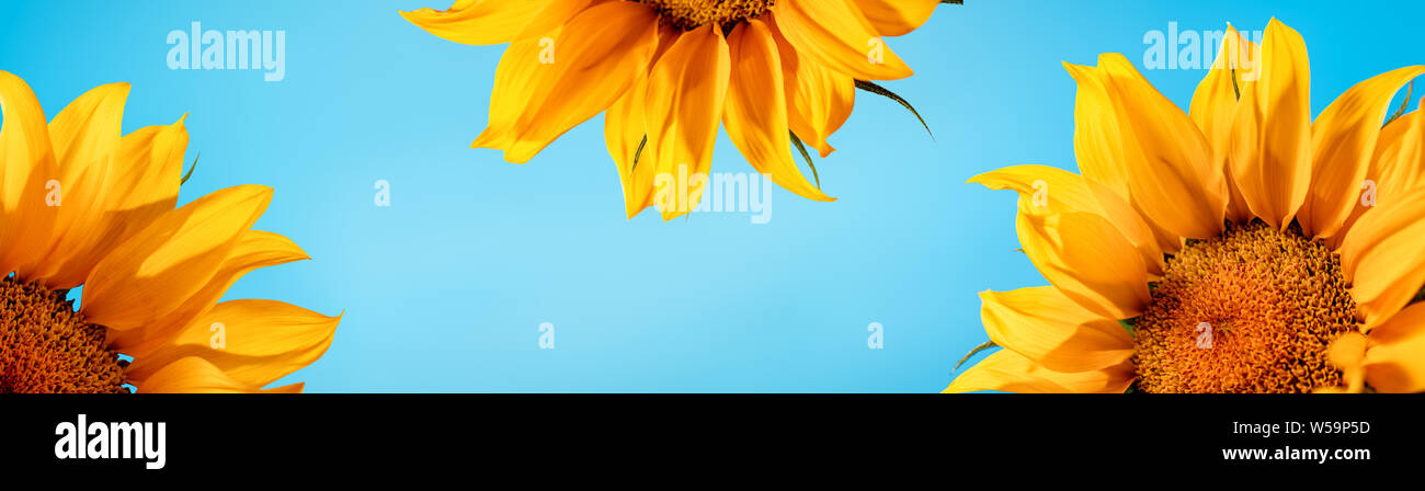 Sunflowers on blue background Stock Photo