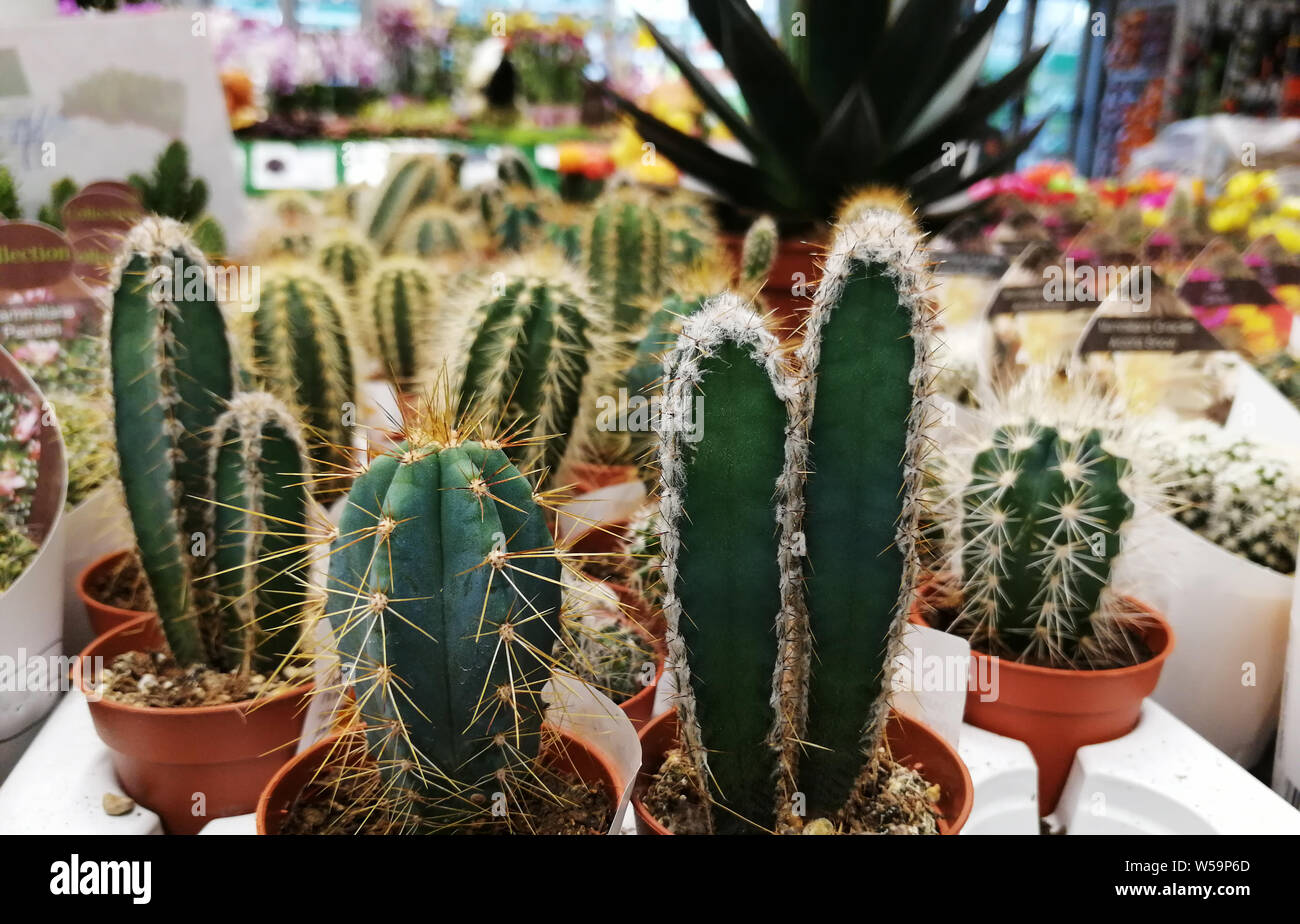 Collection of various cactus and succulent plants in different pots