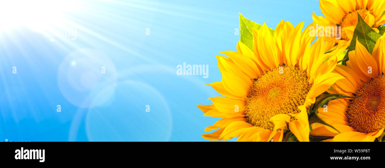 Sunflower against blue sky Stock Photo