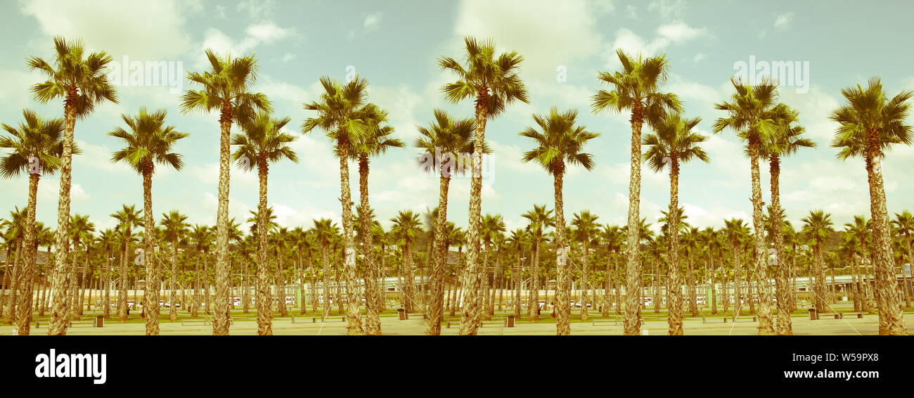 palm tree with green leaves top view as background Stock Photo - Alamy