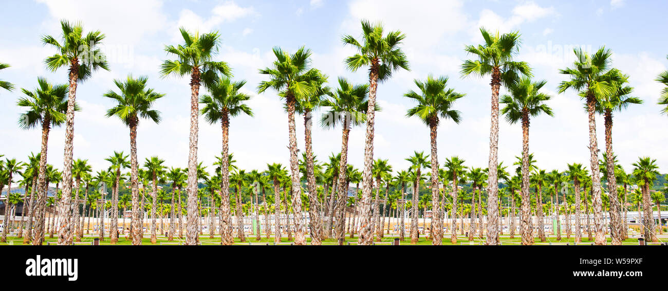palm tree with green leaves top view as background Stock Photo - Alamy