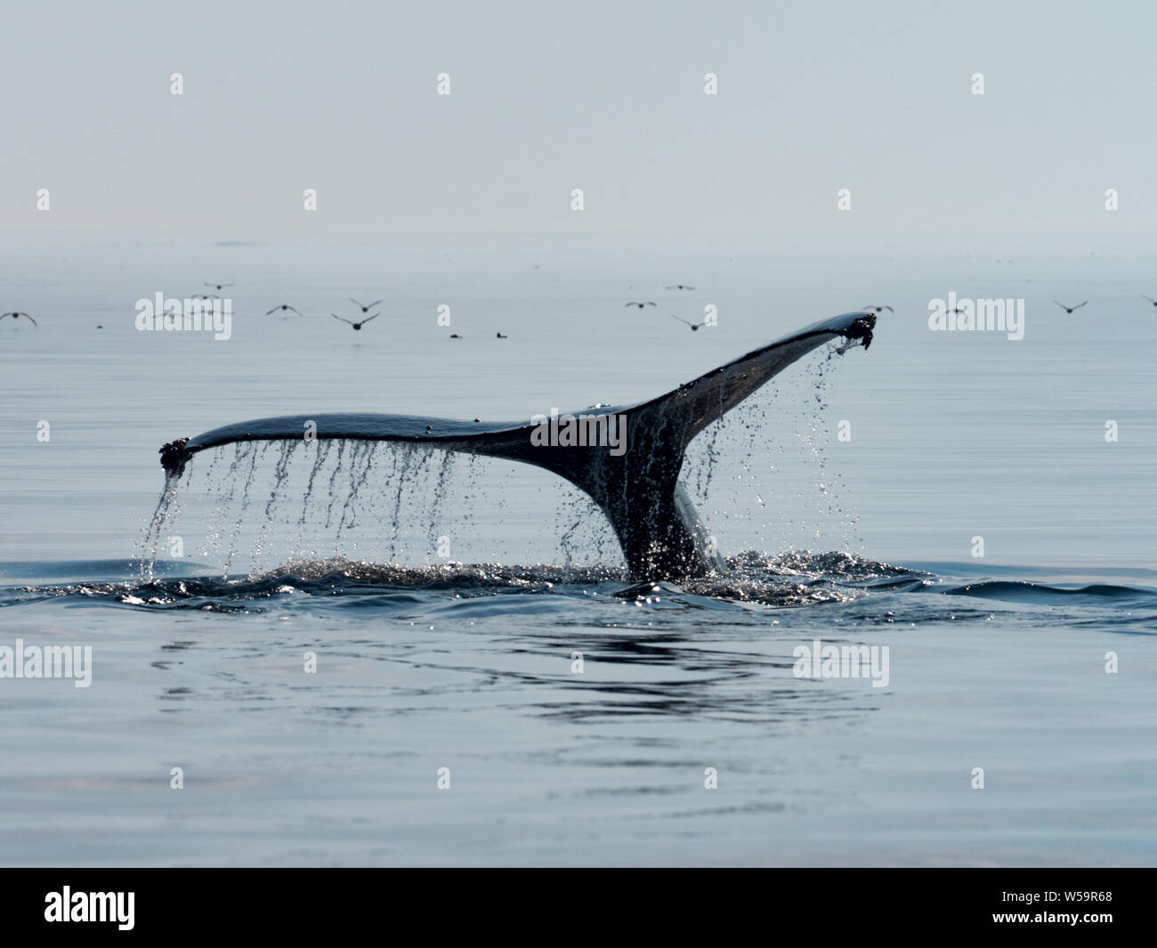The tail of a humpback whale, Megaptera novaeangliae, as it dives off of Kodiak Island, Alaska Stock Photo