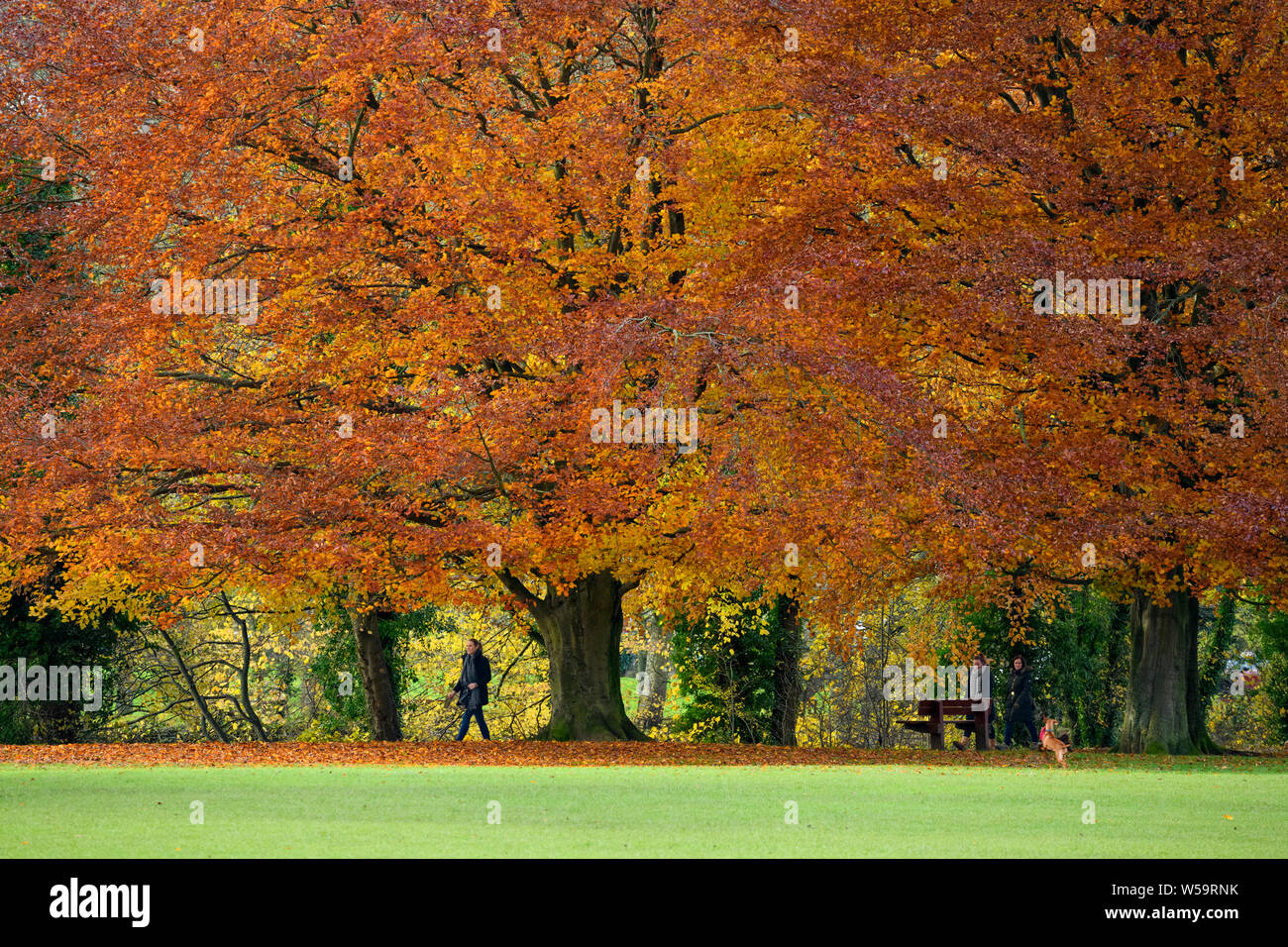 People walking under enormous, spreading beech trees displaying vivid autumn colours - scenic Ilkley Park, Ilkley, West Yorkshire, England, UK. Stock Photo