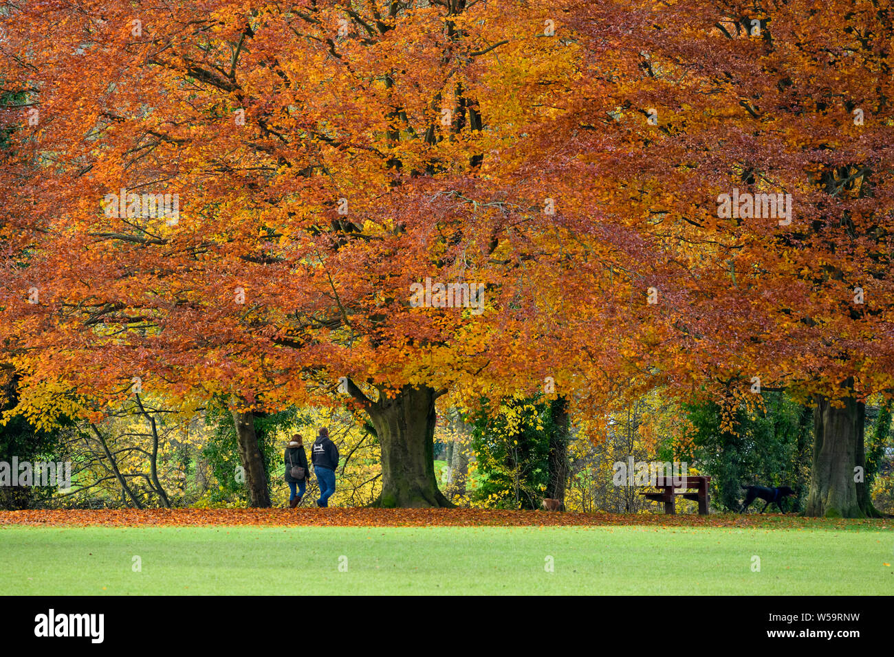 Couple walking dog under enormous, spreading beech trees displaying vivid autumn colours - scenic Ilkley Park, Ilkley, West Yorkshire, England, UK. Stock Photo