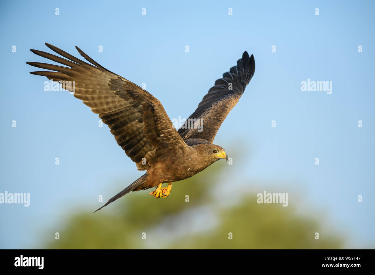 Black Kite - Milvus migrans, beautiful large bird of prey largely worlwide distributed, La Somone, Senegal. Stock Photo