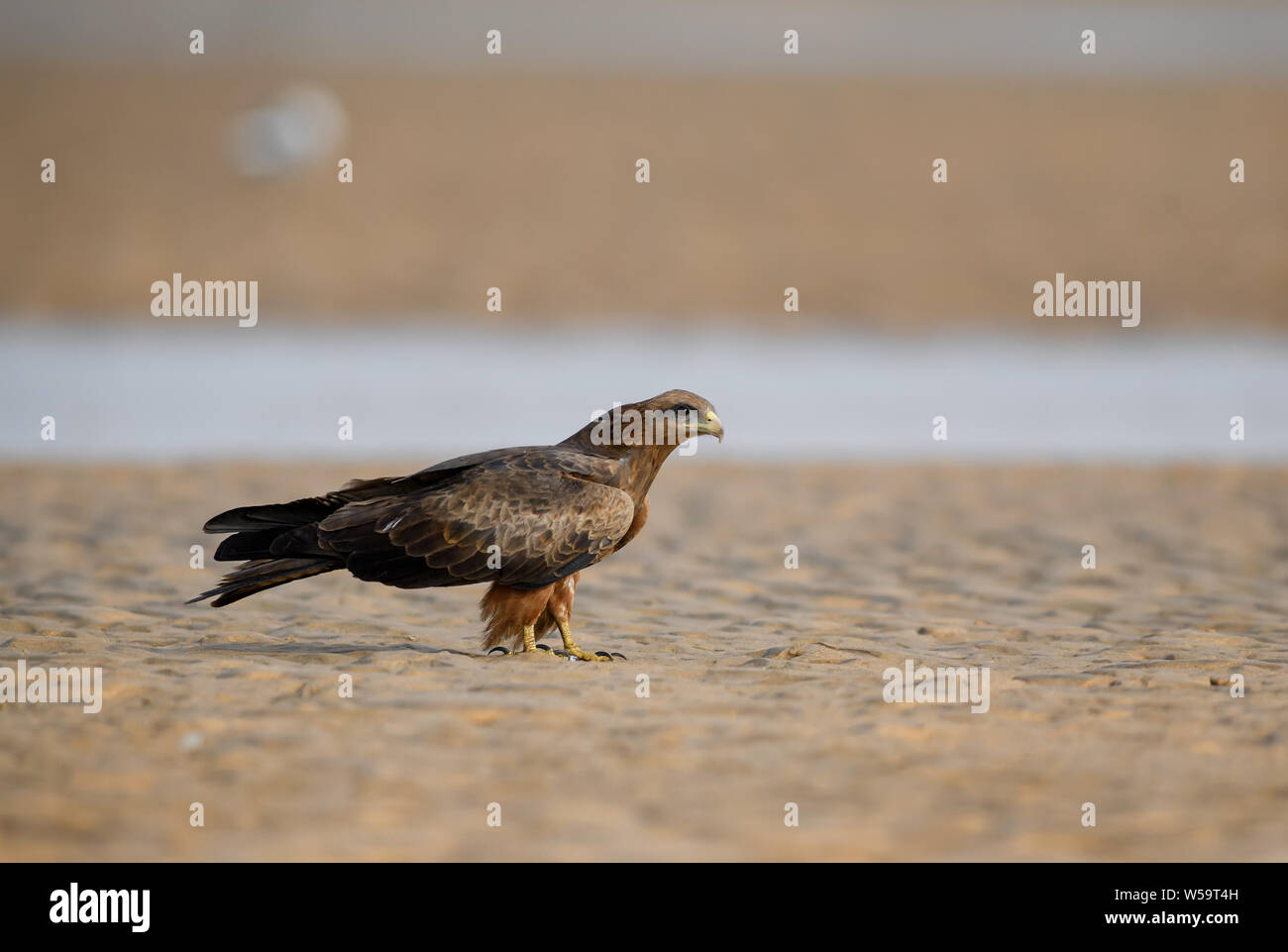 Black Kite - Milvus migrans, beautiful large bird of prey largely worlwide distributed, La Somone, Senegal. Stock Photo