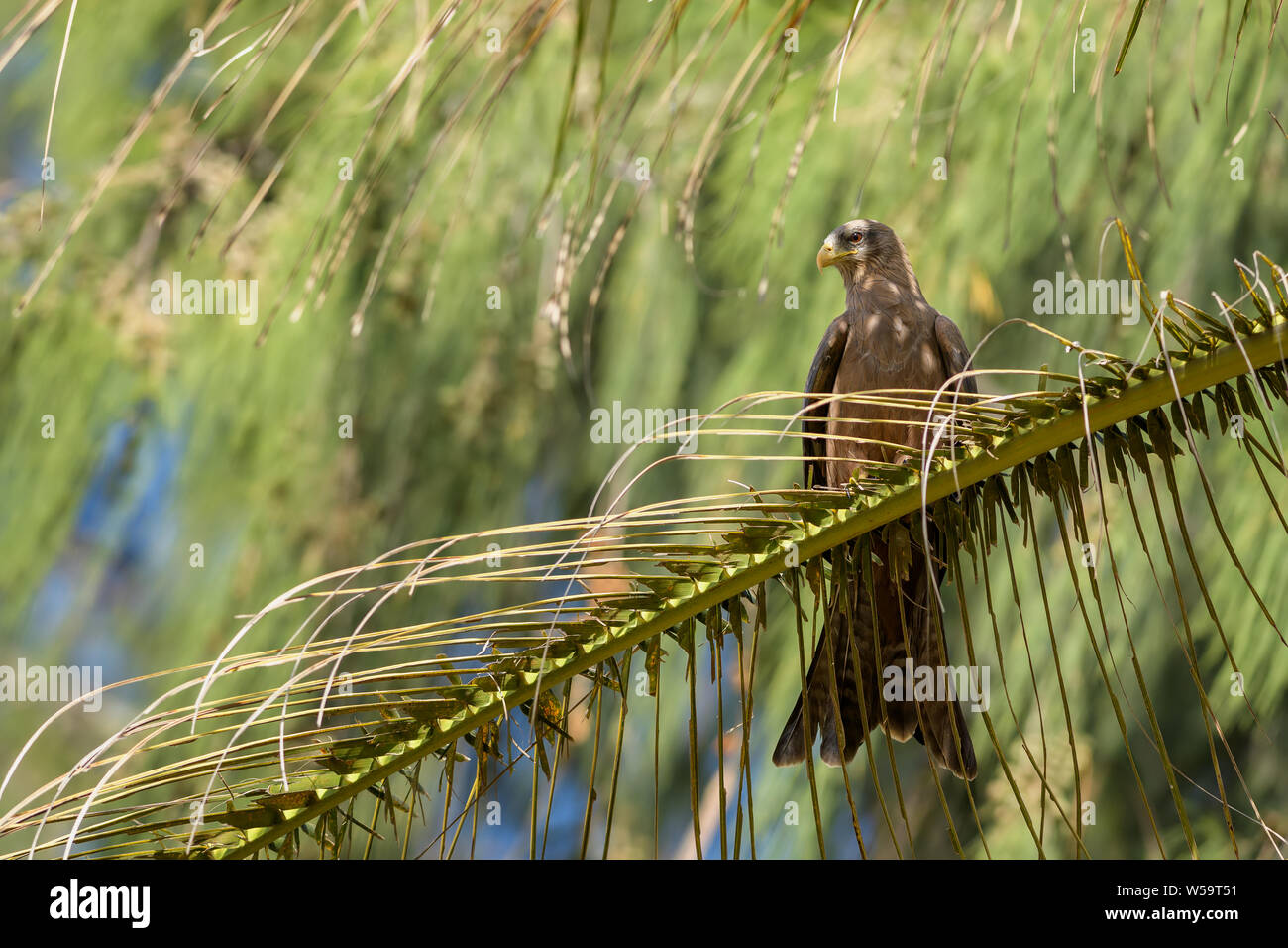 Black Kite - Milvus migrans, beautiful large bird of prey largely worlwide distributed, La Somone, Senegal. Stock Photo