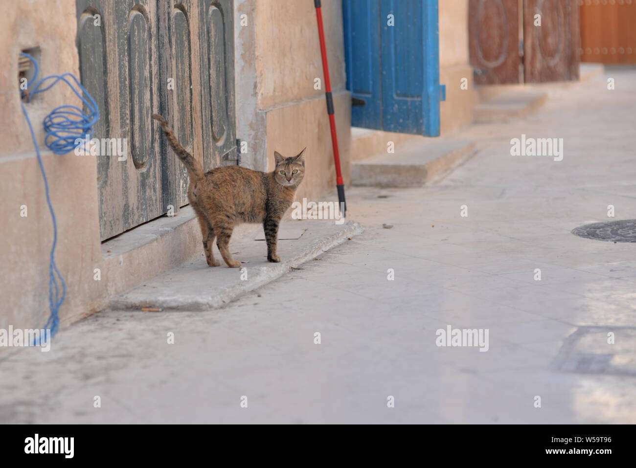 winter cat door