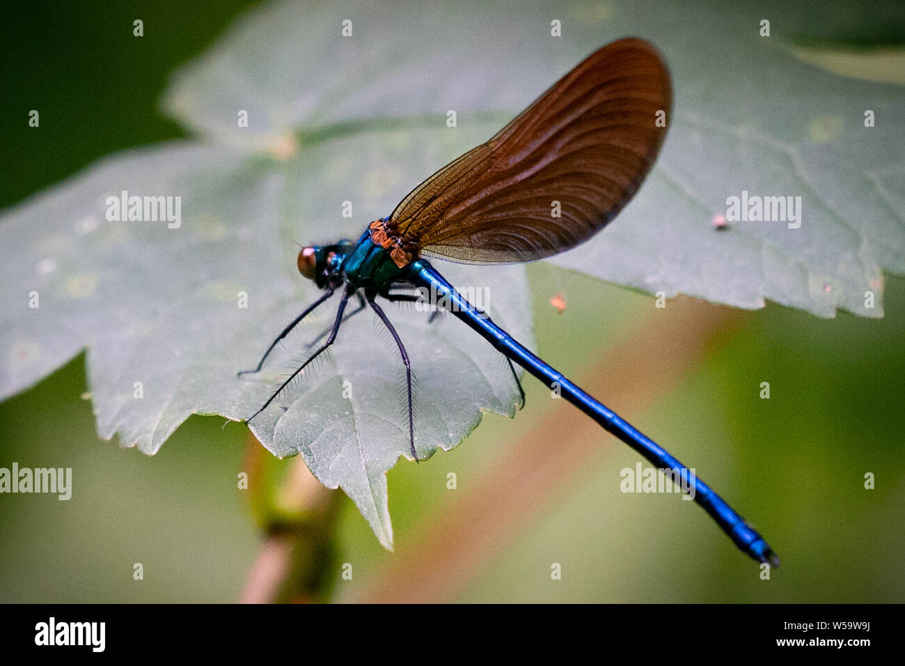 Damsel fly resting on a leaf waiting for the morning sun in devon uk Stock Photo
