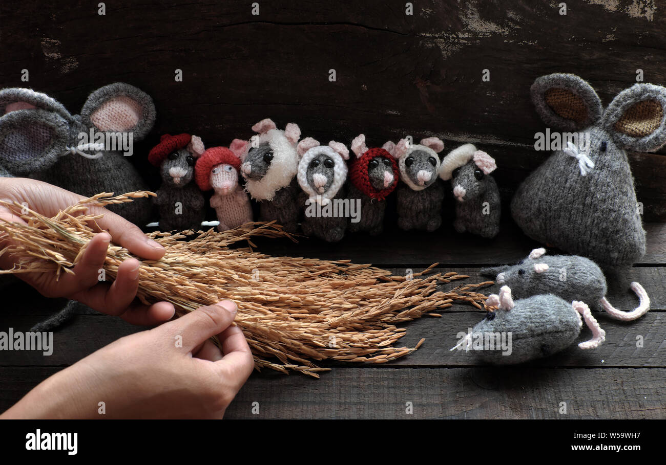 Woman hand hold sheaf of paddy and feeding group of cute grey mice and small rat on black wooden background, handmade product knit from yarn Stock Photo